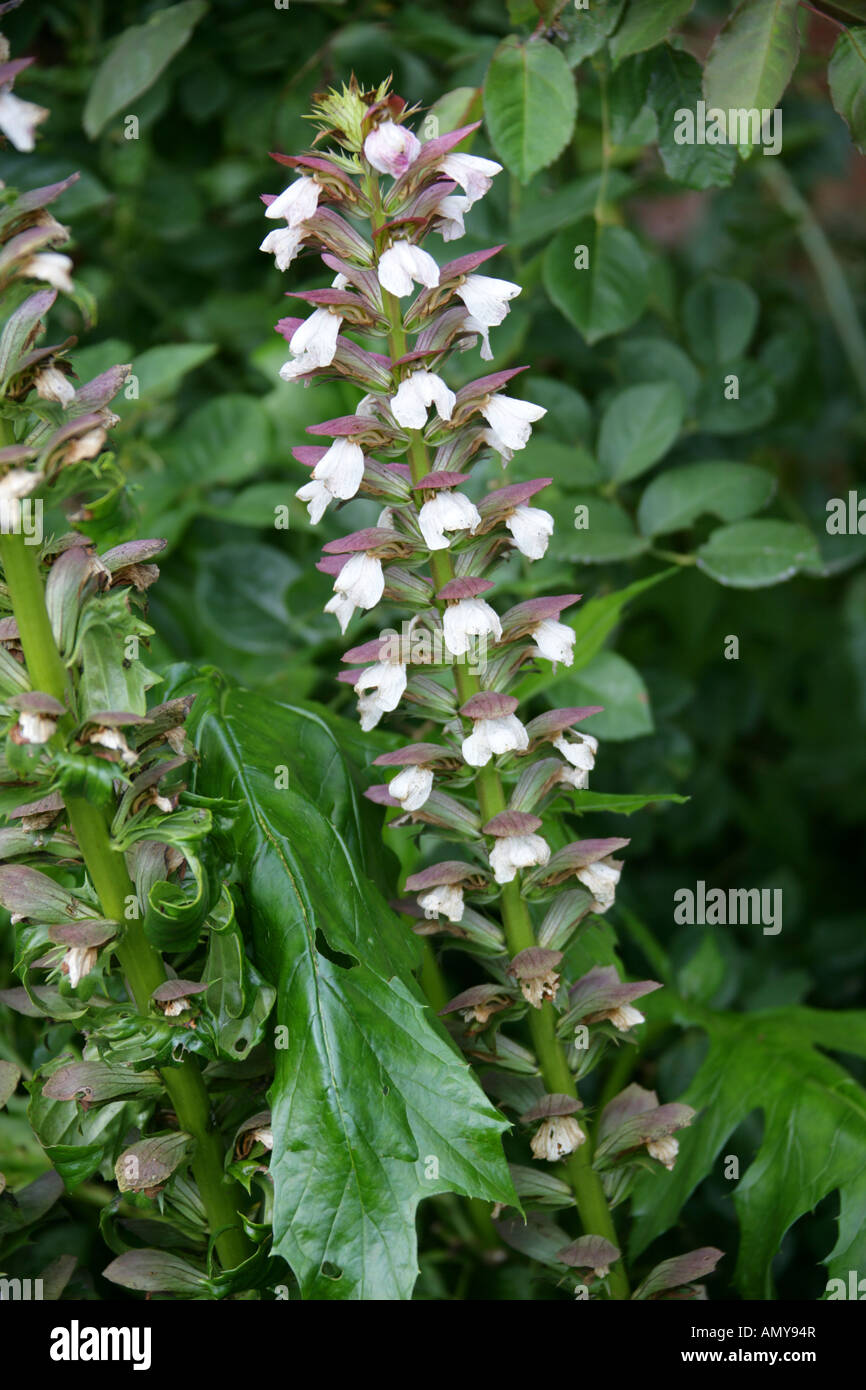 Spiny Bears Breeches, Acanthus spinosus, Acanthaceae Stock Photo