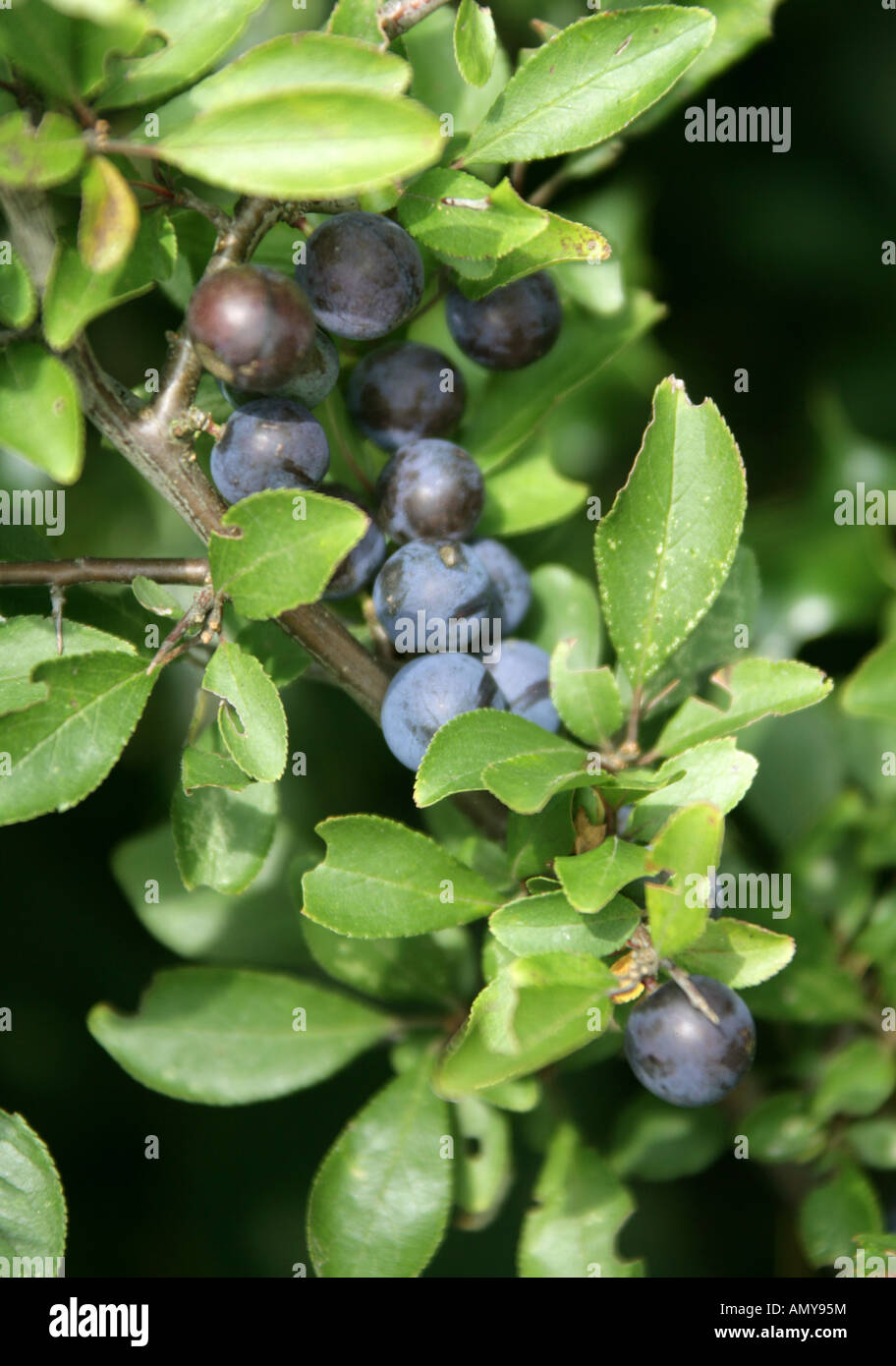 Sloe, Fruit of the Blackthorn Tree Prunus spinosa Stock Photo