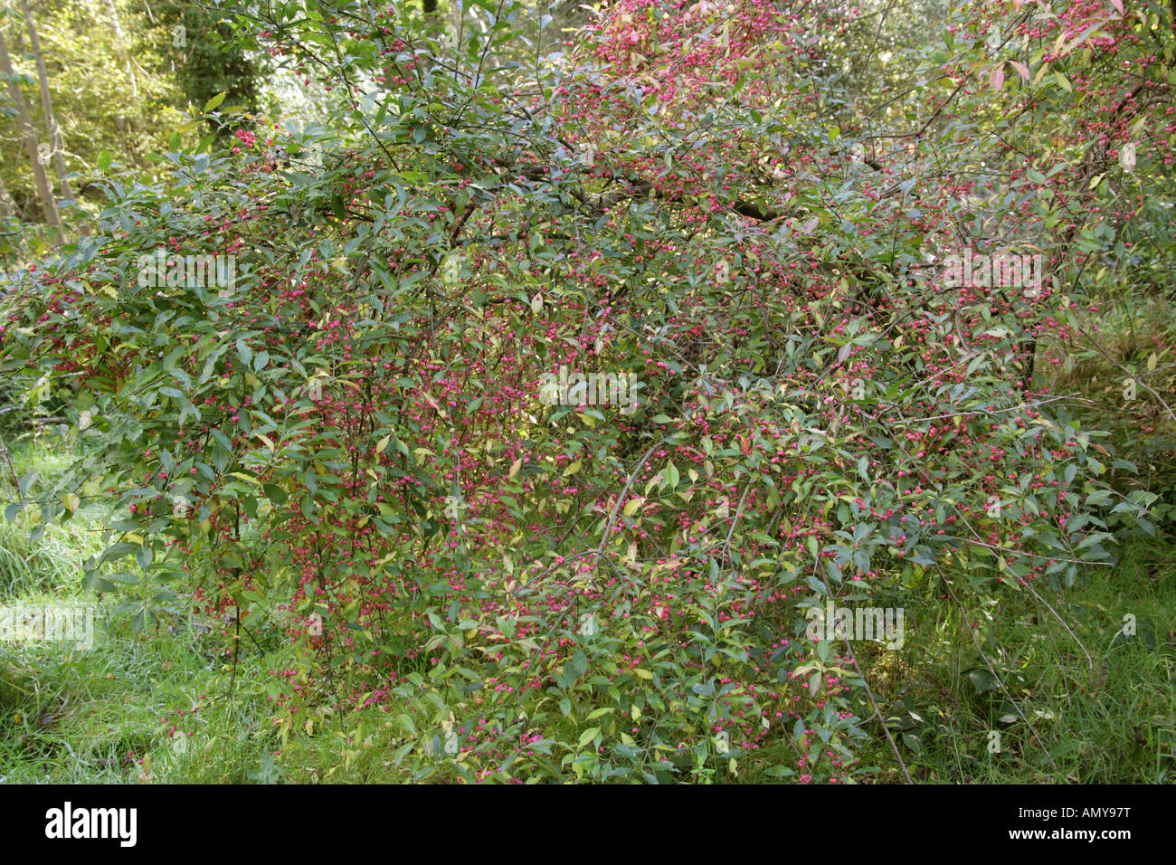 Fruit of the Spindle Tree, Euonymus europaeus, Celastraceae Stock Photo