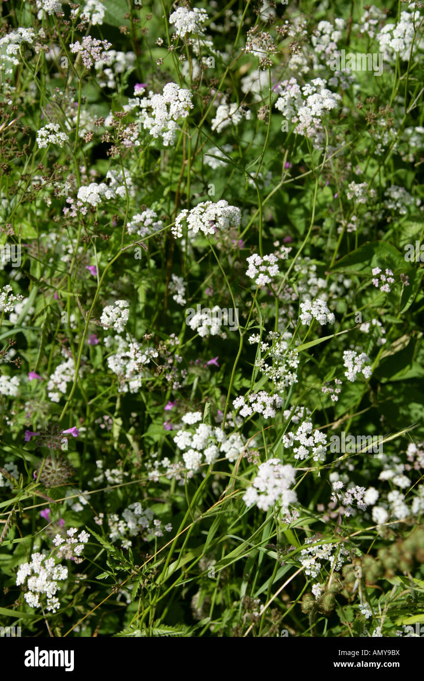 Upright Hedge Parsley Torilis japonica Apiaceae Stock Photo Alamy