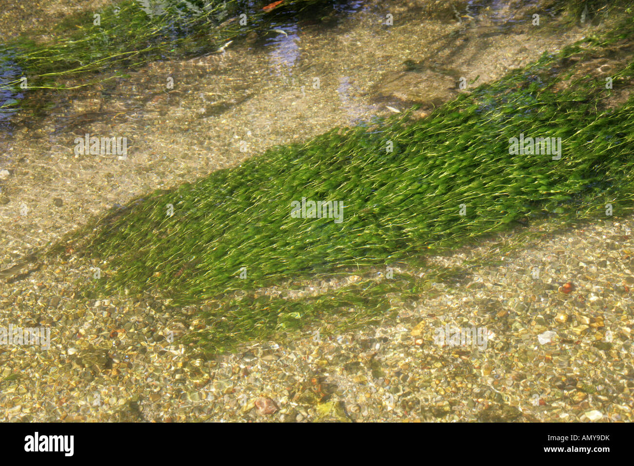 Spiked Water Milfoil, Myriophyllum spicatum, Haloragidaceae or Haloragaceae Growing in the Fast Flowing Water of the River Chess Stock Photo
