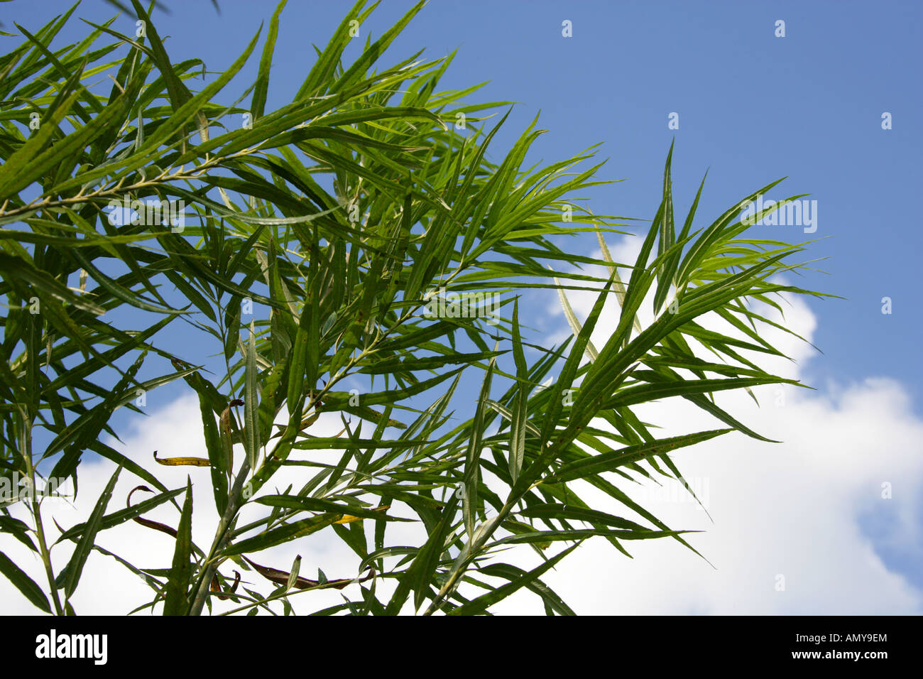 Osier, Salix viminalis. Willow Tree Leaves Against a Blue Sky. Stock Photo