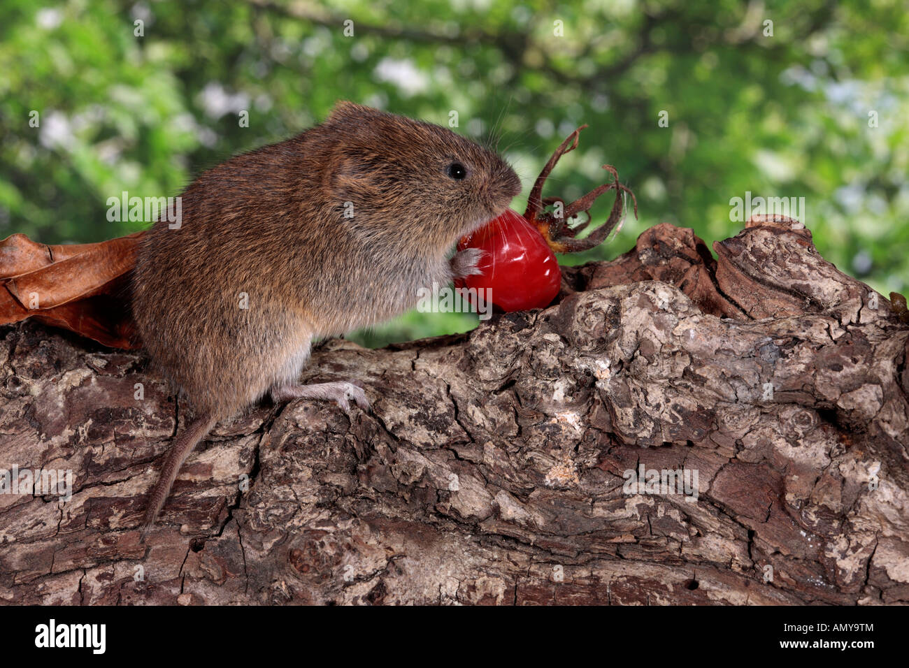 Short tailed vole Microtus agrestis on log with rose hip Potton Bedfordshire Stock Photo