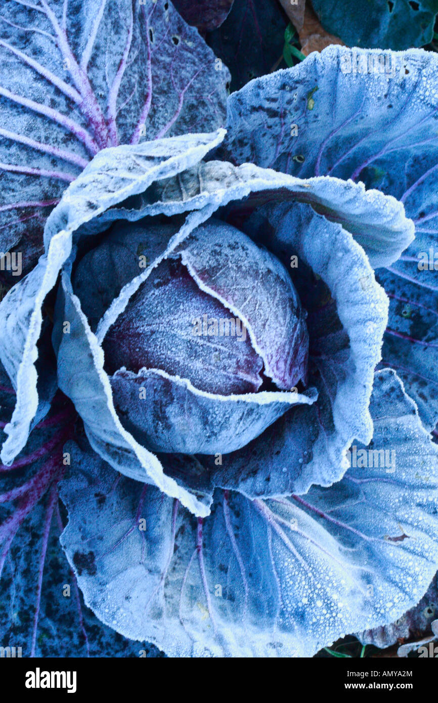 cabbage in the frost Stock Photo Alamy