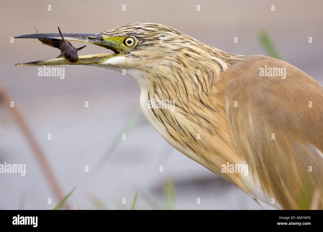 A squacco heron ardeola ralloides catches and eats a small fish from the Chobe river in Chobe Natioanl Park in Botswana Stock Photo