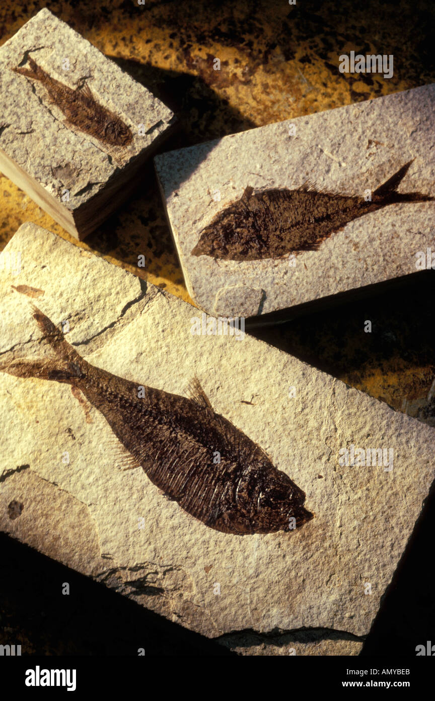 Fish fossils Stock Photo