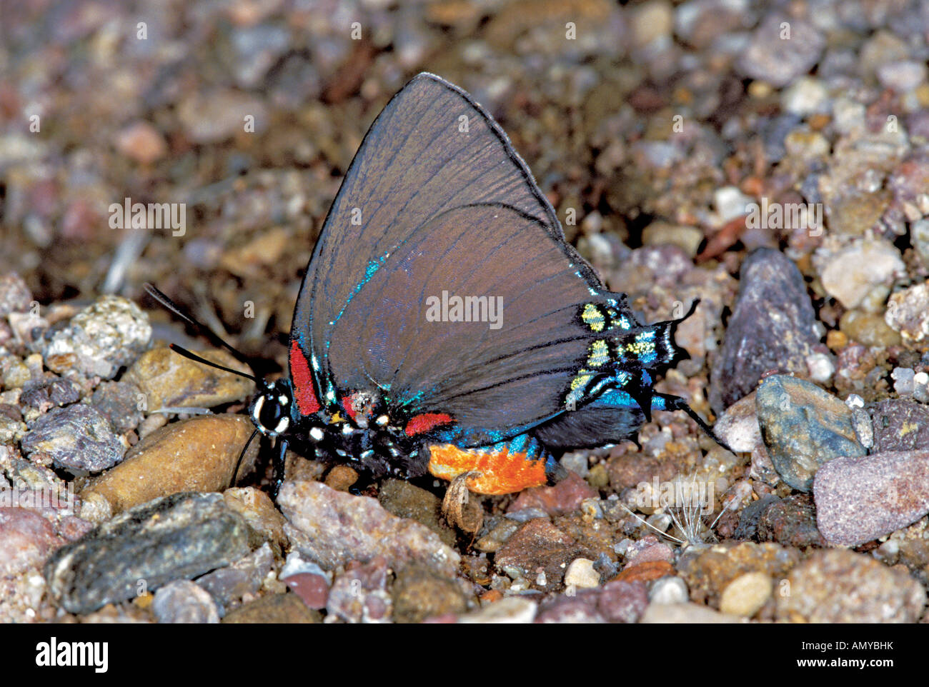 Great Purple Hairstreak Atlides halesus Box Canyon Santa Rita Mtns ARIZONA United States 4 August Stock Photo