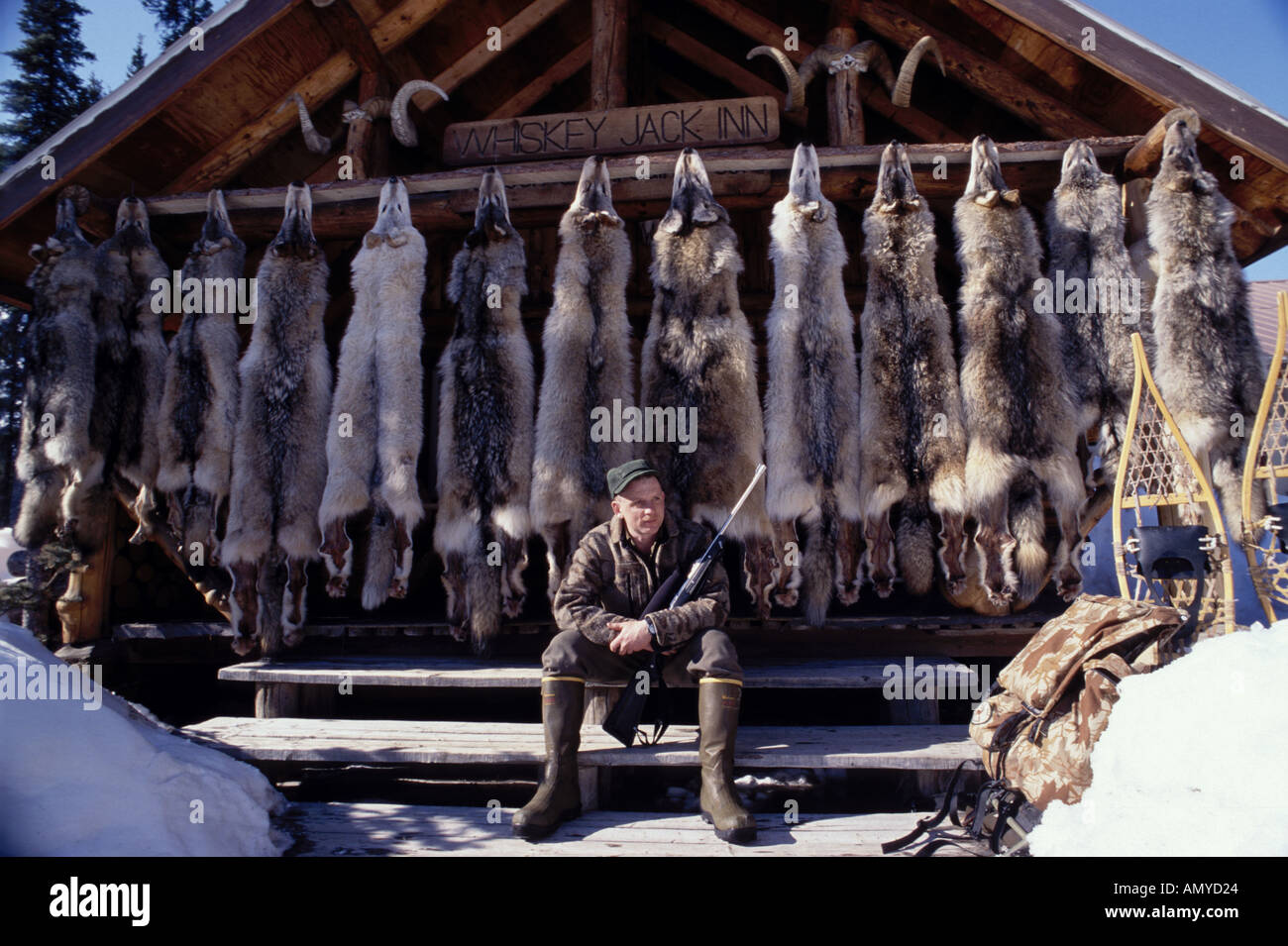 Hunter Sitting near Wolf Pelts at Whiskey Jack Inn Stock Photo