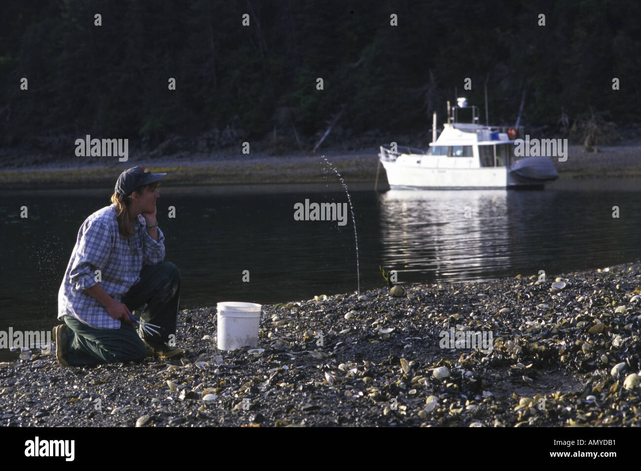 Woman Digging for Steamer Clams Tutka Bay KP AK Summer Stock Photo Alamy
