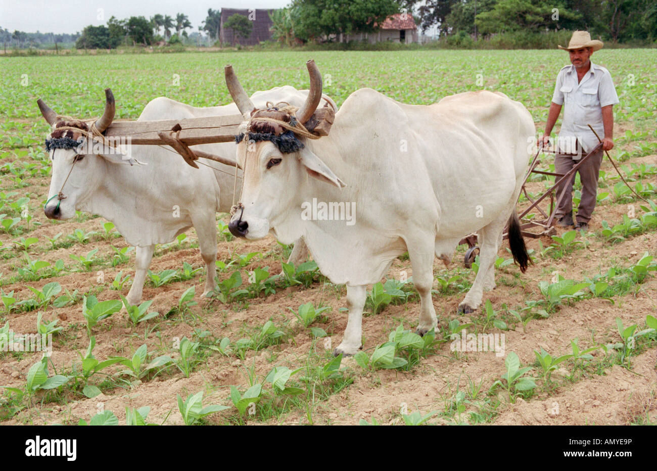 Farmer Ploughing Field With Oxen Cuba Stock Photo Alamy
