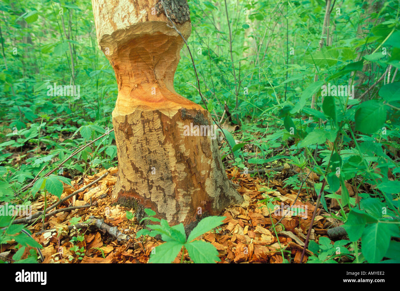 Beaver cut tree In the Middle Fork State Fish and Wildlife Area Illinois Stock Photo