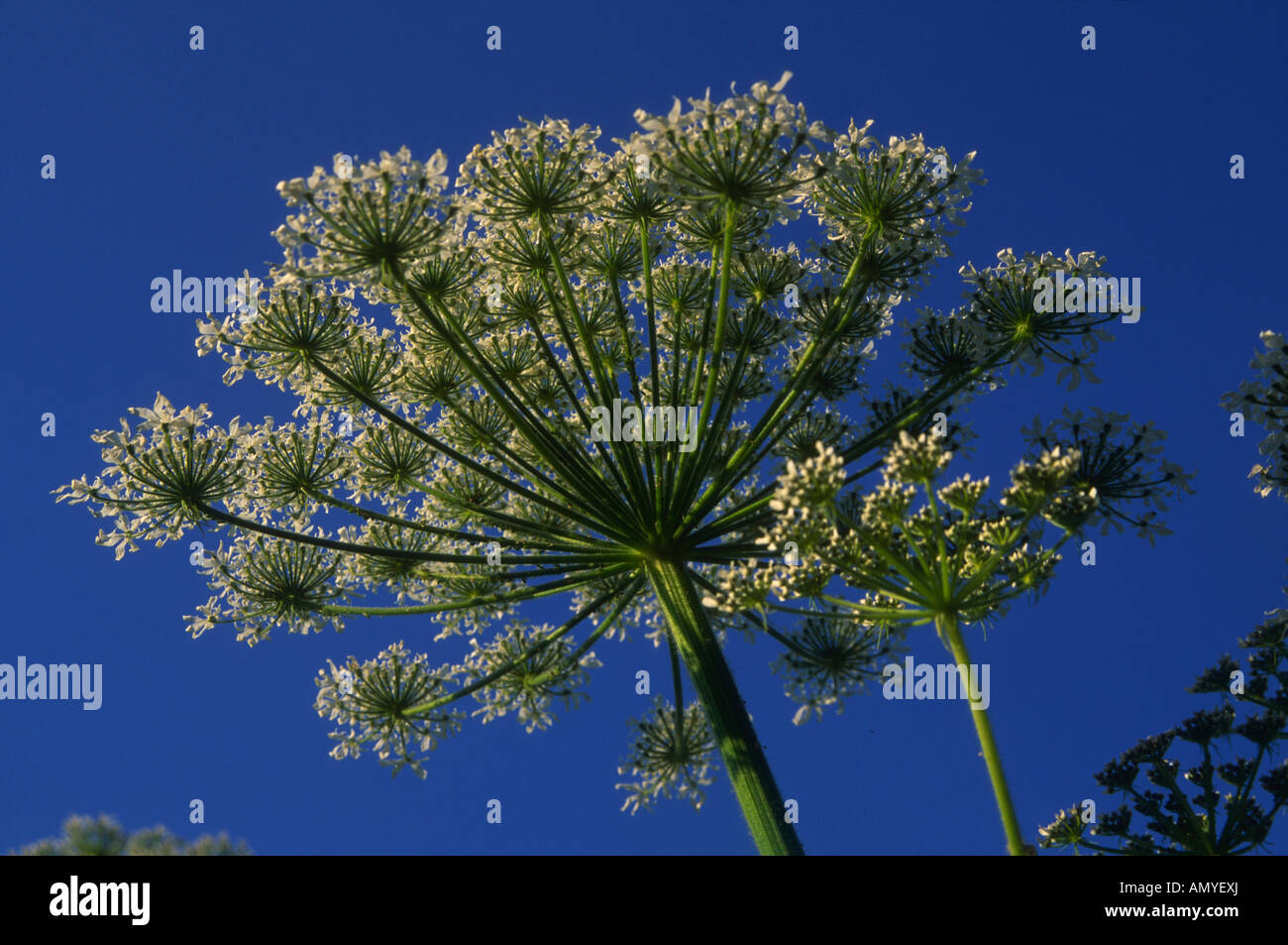 Giant hogweed umbel Heracleum mantegazzianum flower looking from below against blue sky Stock Photo