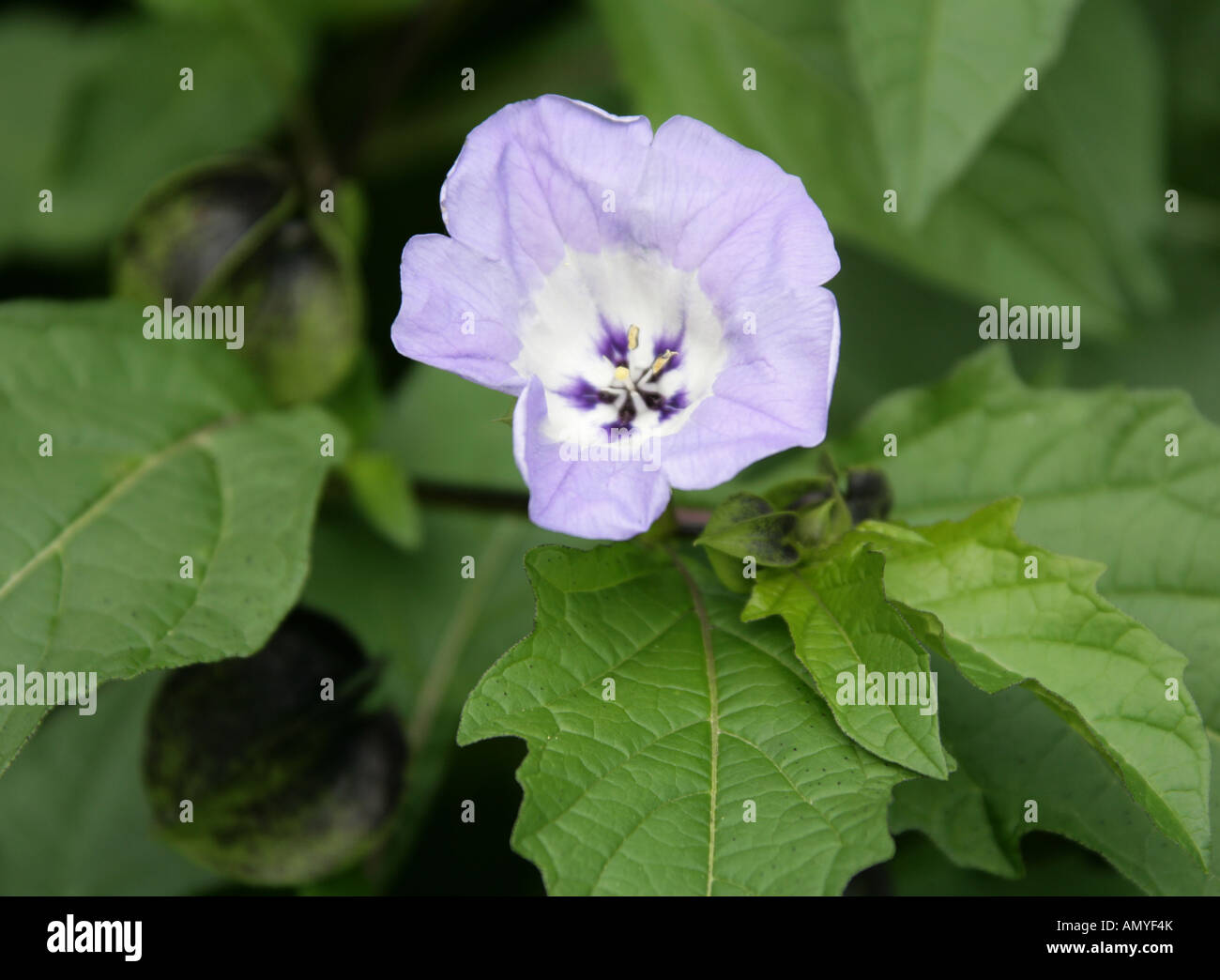 Apple of Peru or Shoo Fly Plant, Nicandra physaloides, Solanaceae, Peru, South America Stock Photo