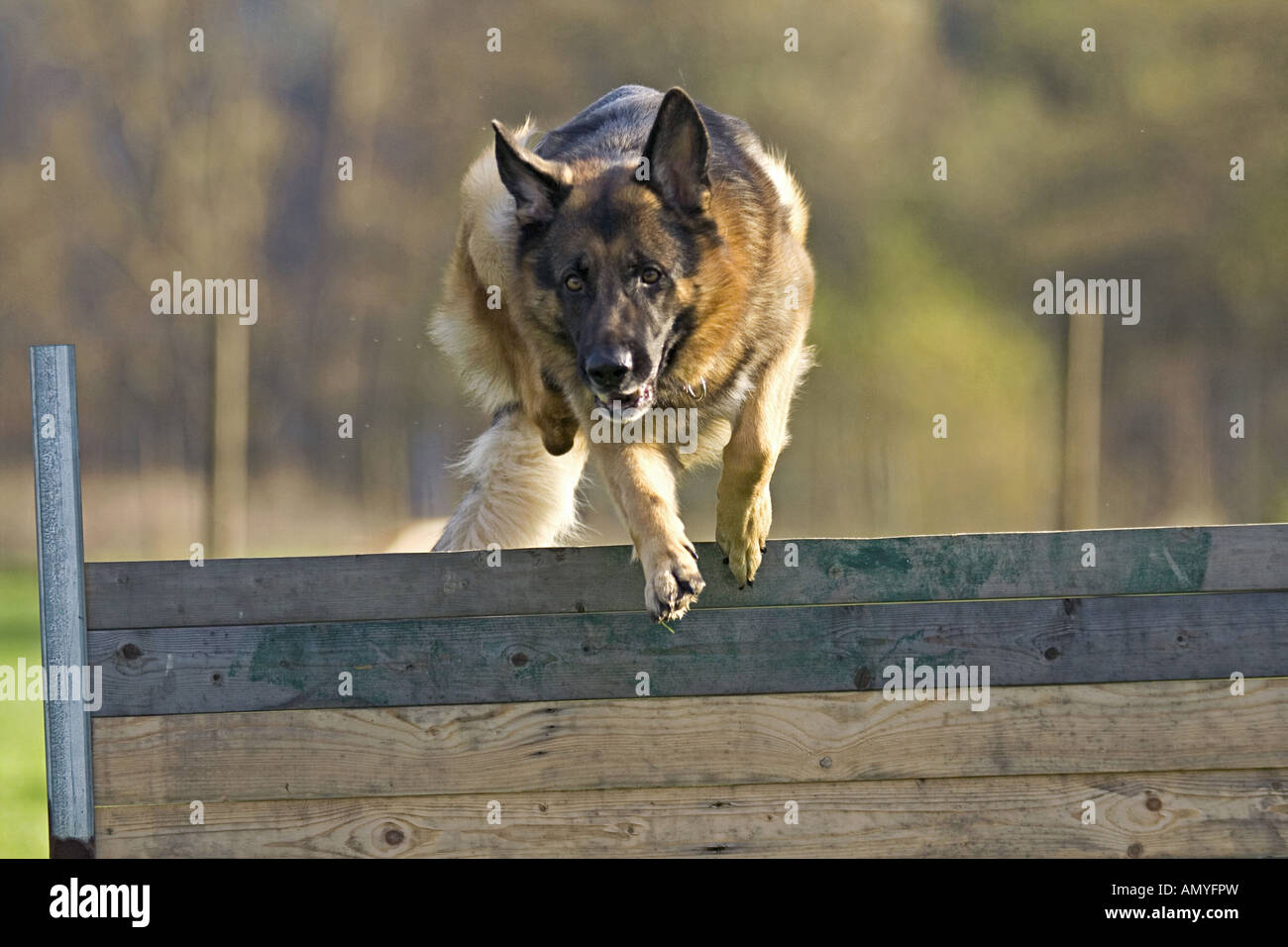 German Shepherd dog jumping over a barrier Stock Photo Alamy