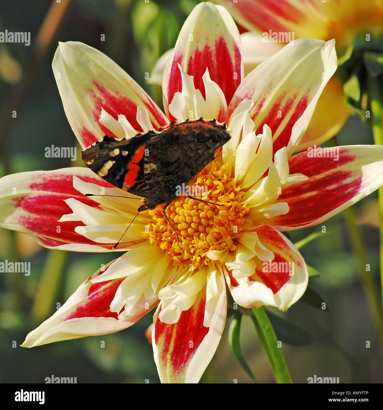 Red Admiral butterfly, Vanessa atalanta, on Collerette Dahlia 'Fashion Monger' Stock Photo