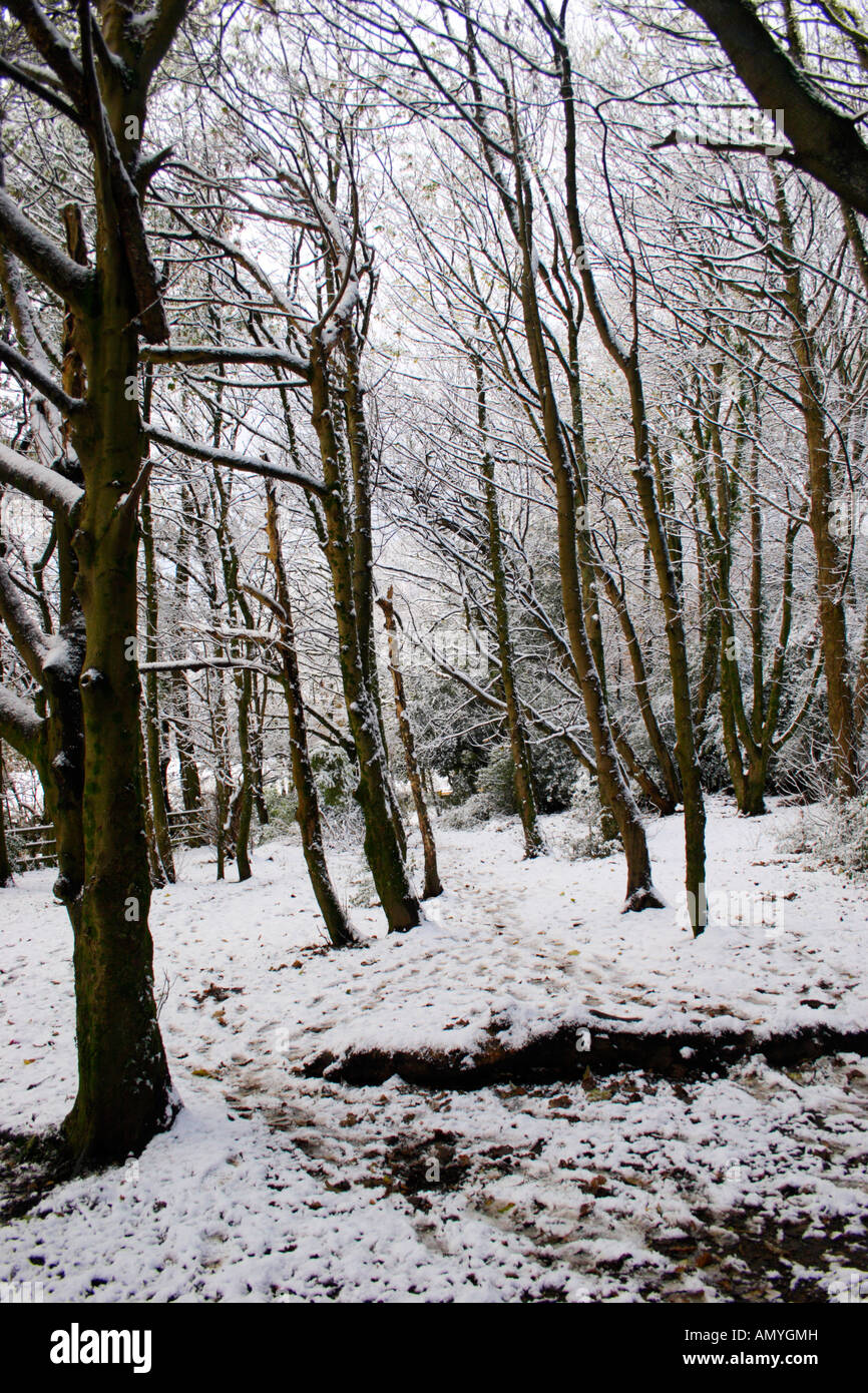 Vertical photo of Woodland trees in winter snow Stock Photo
