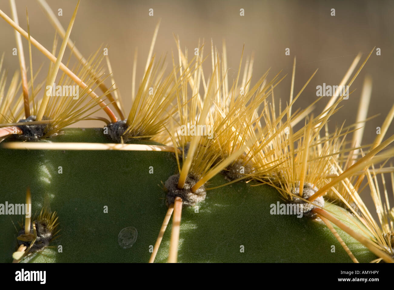 Prickly Pear Cactus Opuntia engelmannii spine detail Stock Photo