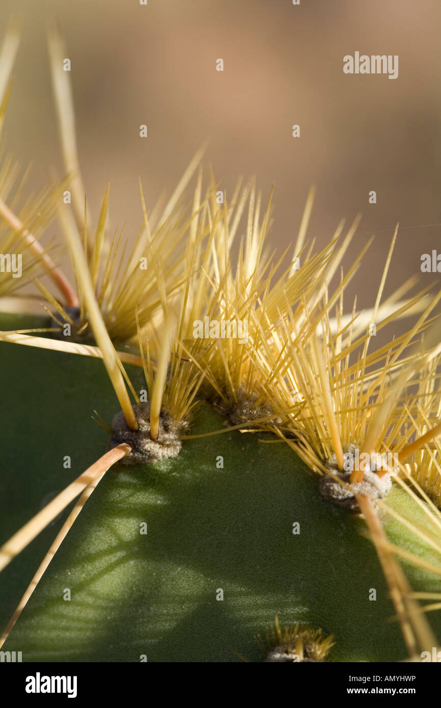 Prickly Pear Cactus Opuntia engelmannii spine detail Stock Photo