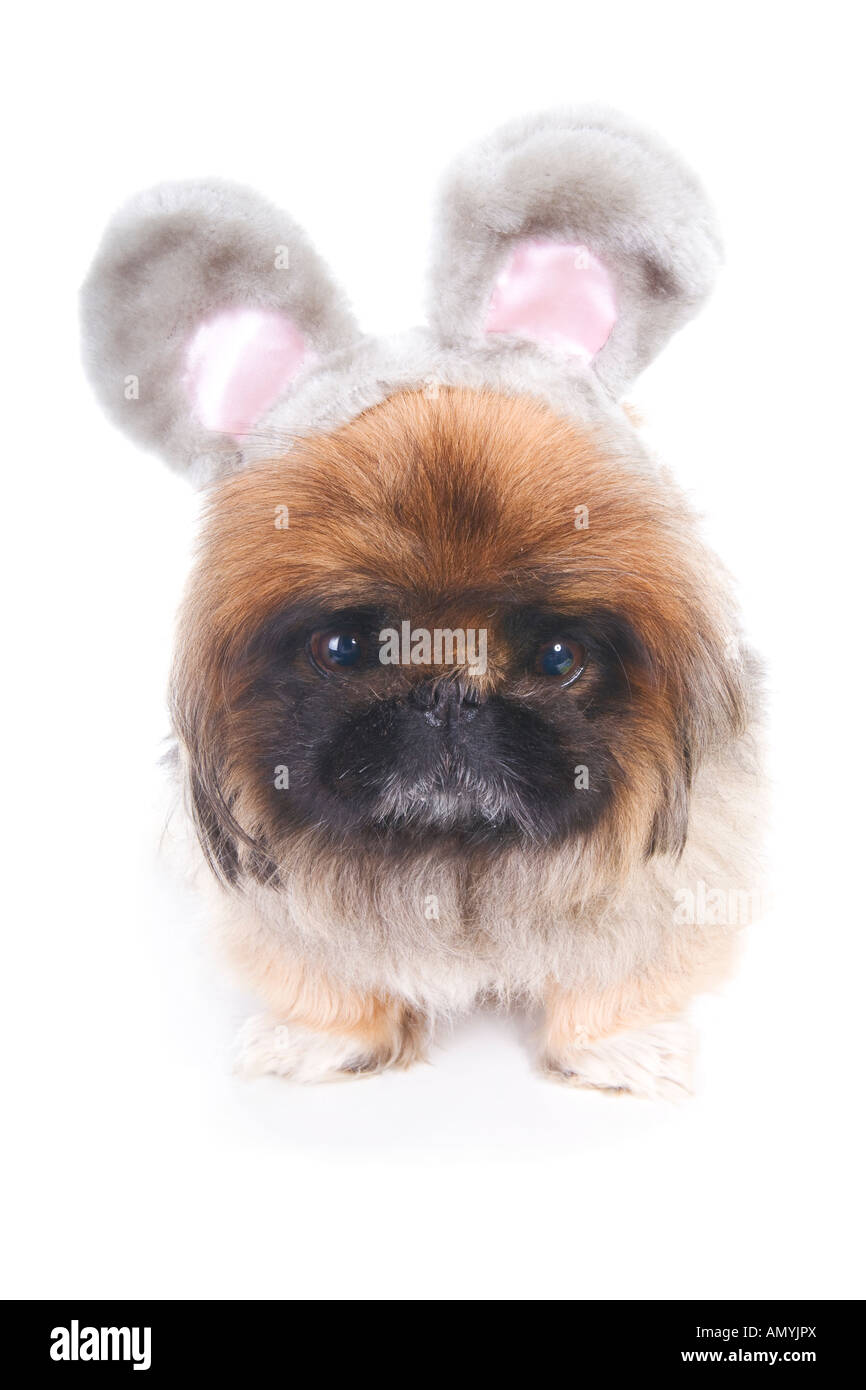 Brown Pekingese dog with gray mouse ears isolated on white Stock Photo