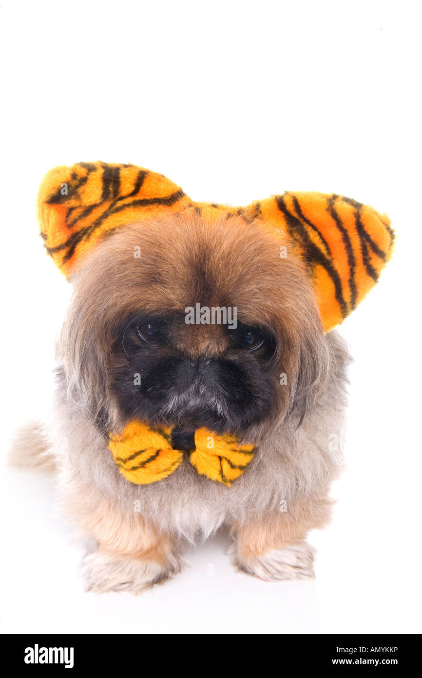 Adorable Tiger Pekingese dog with ears and bow tie isolated on white Stock Photo