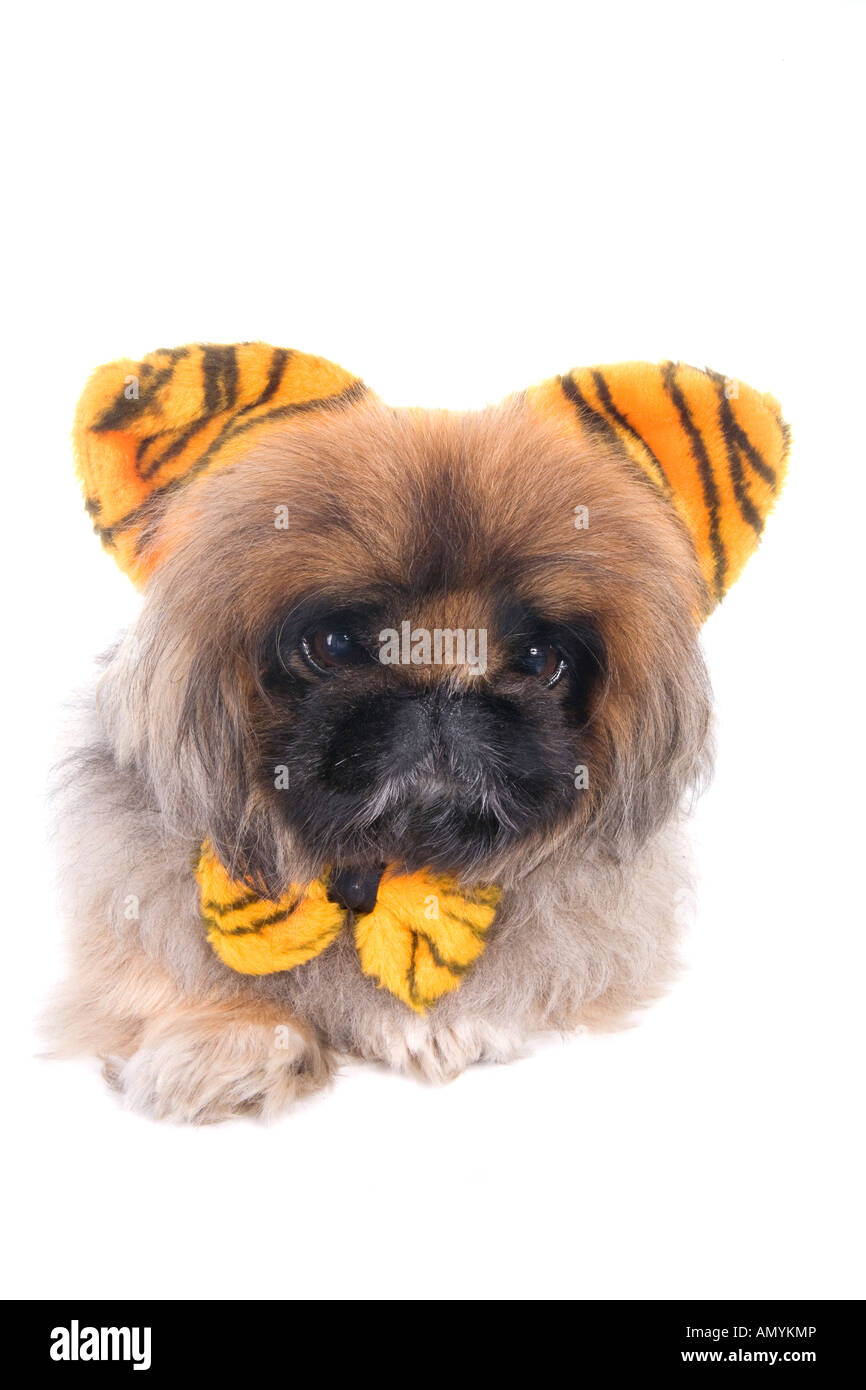 Adorable Tiger Pekingese dog with ears and bow tie isolated on white Stock Photo