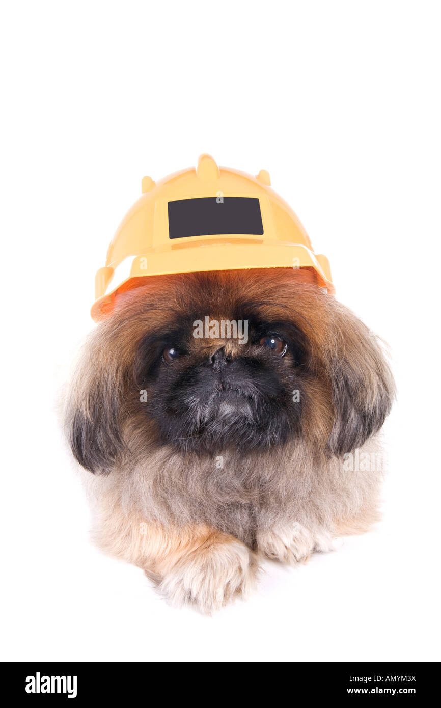 Brown construction worker Pekingese dog wearing yellow hard hat isolated on white Stock Photo