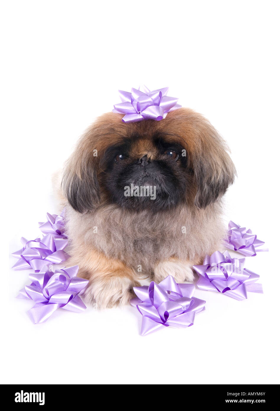 Brown Birthday Pekingese dog with lavender bows isolated on white Stock Photo