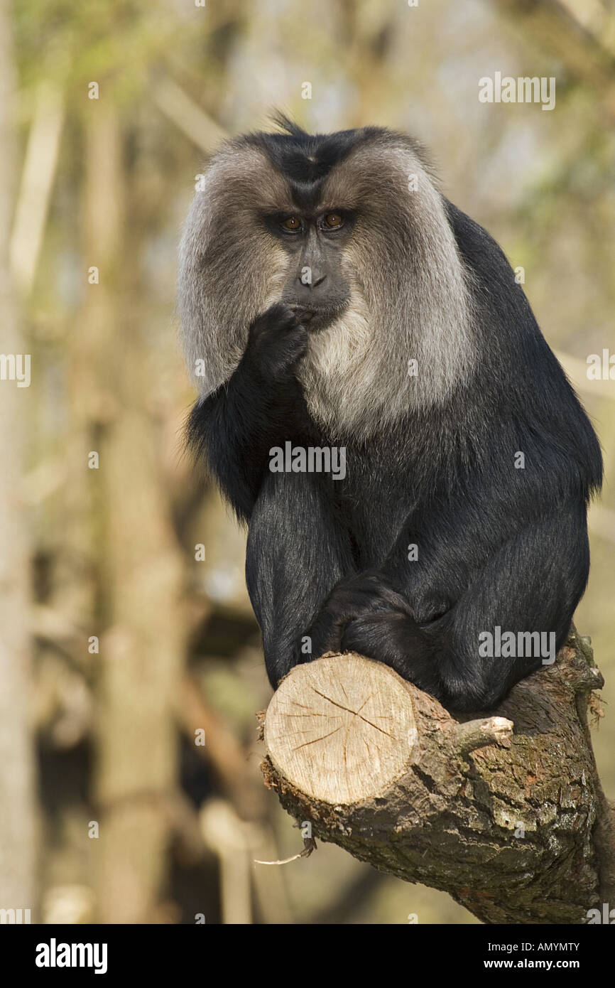 Lion-tailed Macaque - stting on twig / Macaca silenus Stock Photo