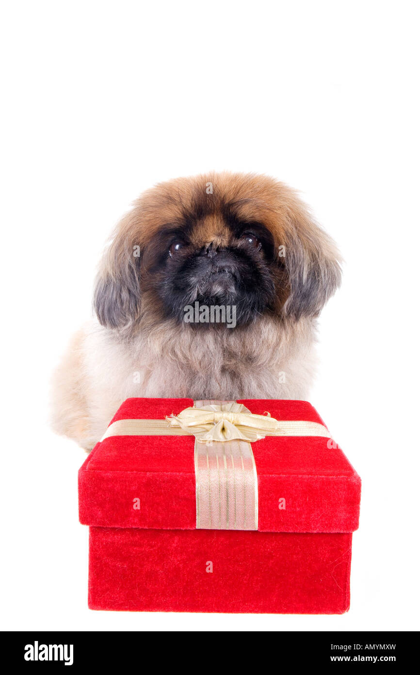 pekingese gifts