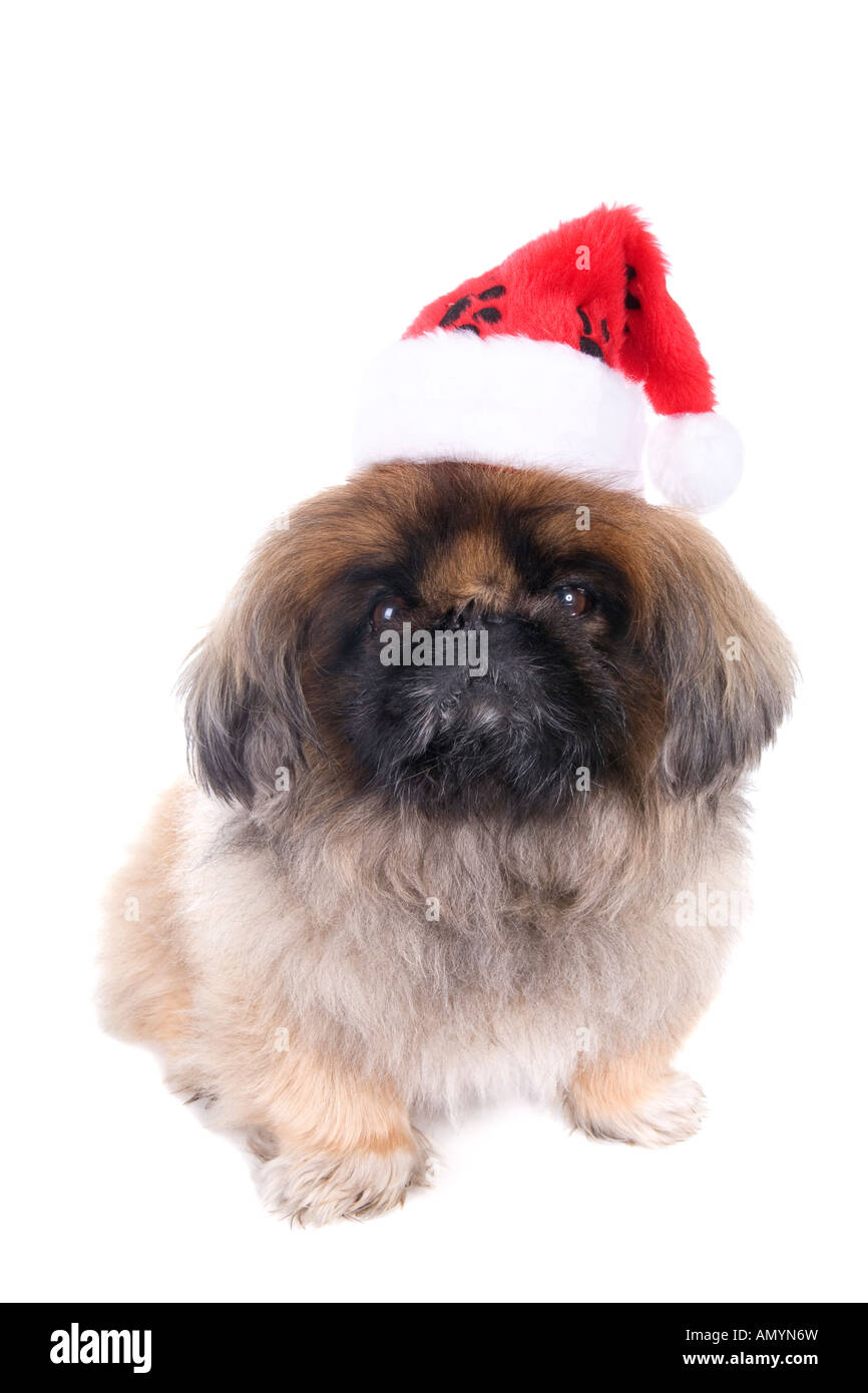 Brown Pekingese dog dressed for Christmas in red and white hat isolated on white Stock Photo