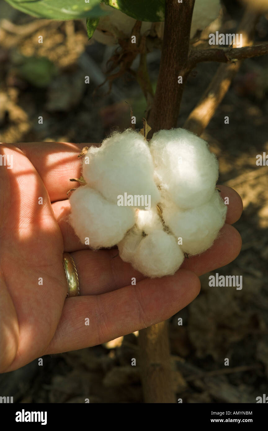 Cotton bolls ready for harvest being inspected by farmer Gossypium
