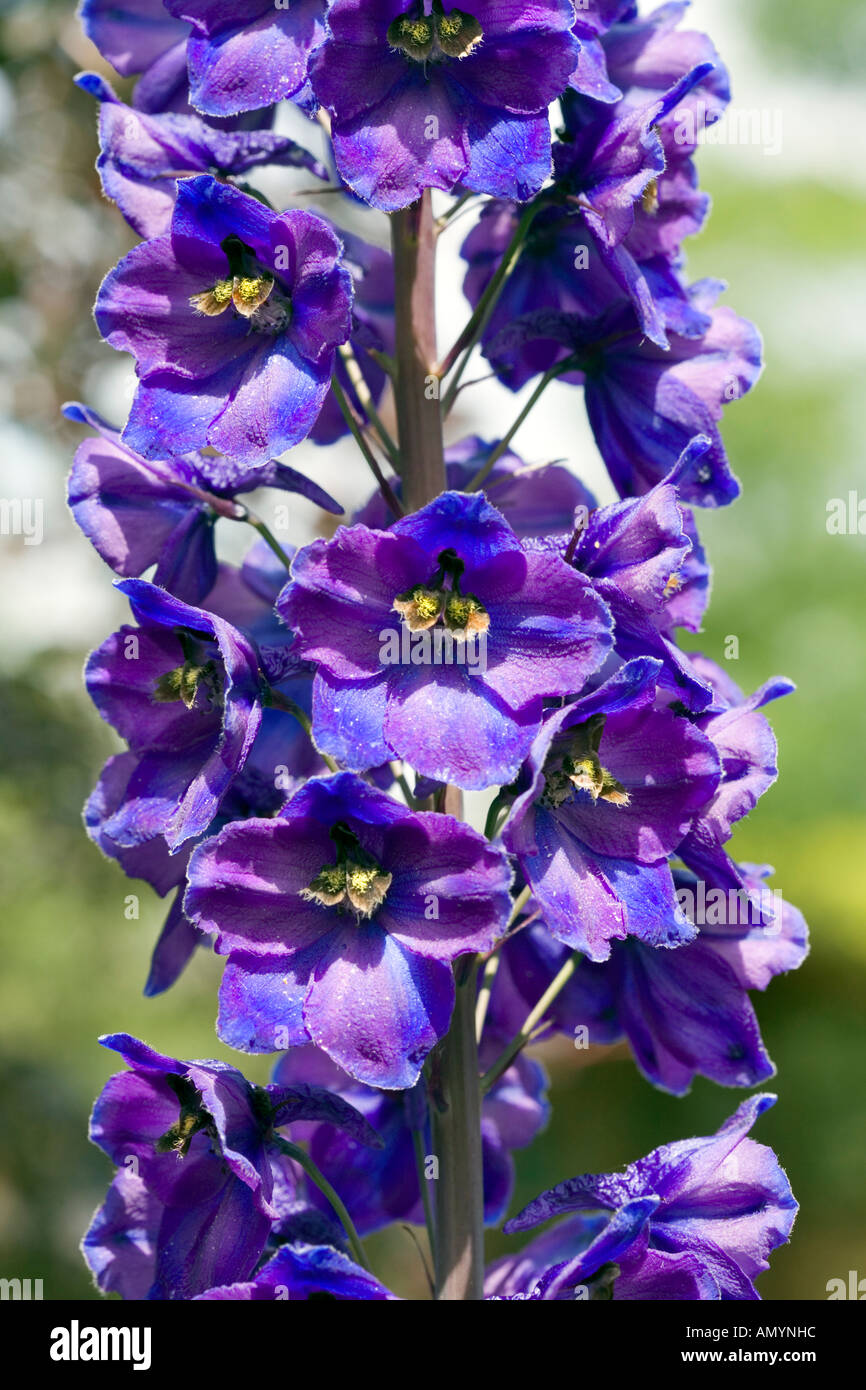 Larkspur blue bell hi-res stock photography and images - Alamy