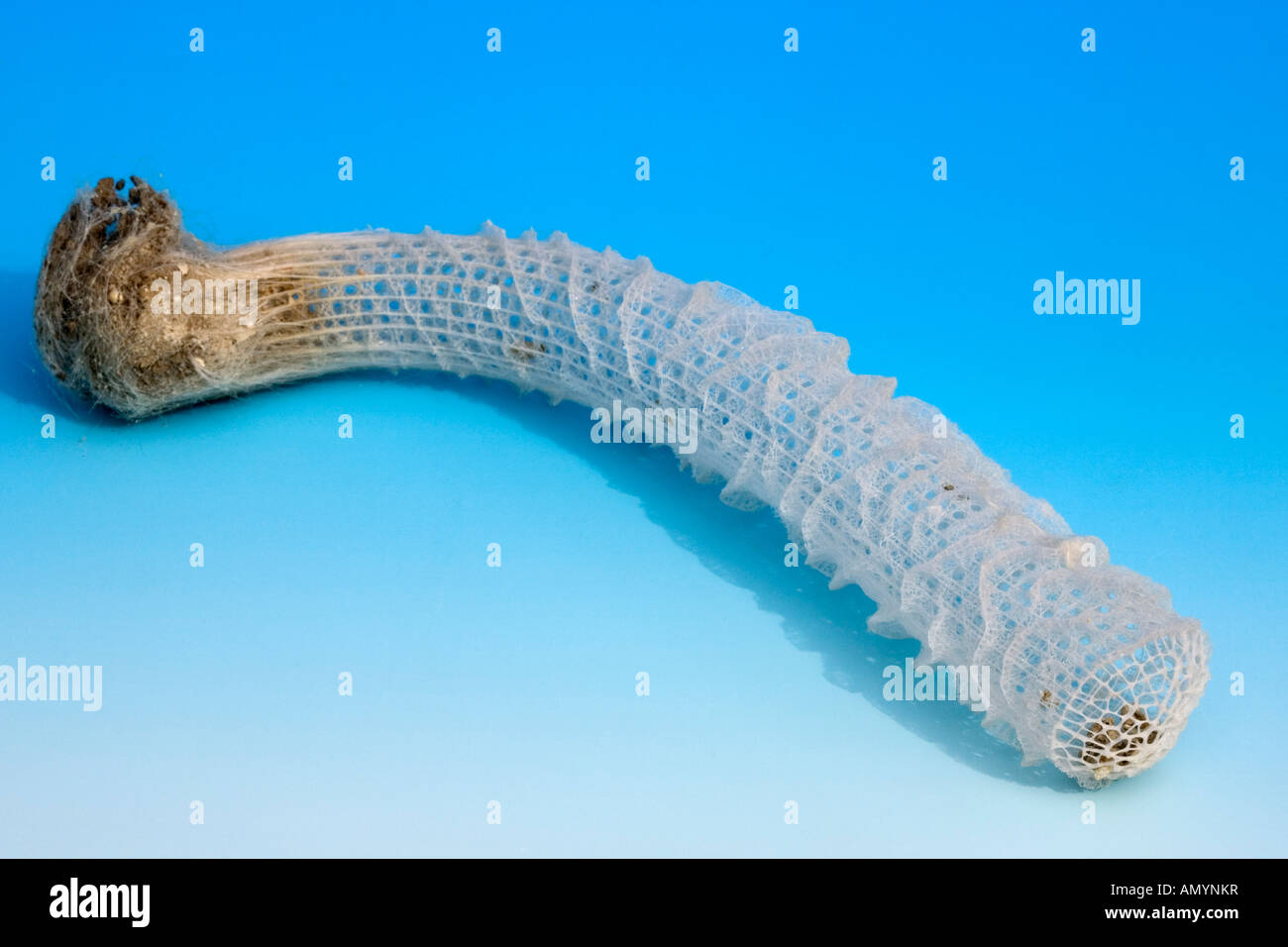 Euplectella High Resolution Stock Photography And Images Alamy