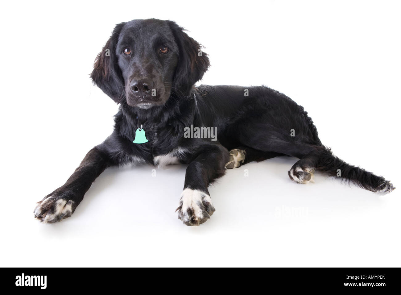 black and white mixed breed dog lying down on white background Stock Photo