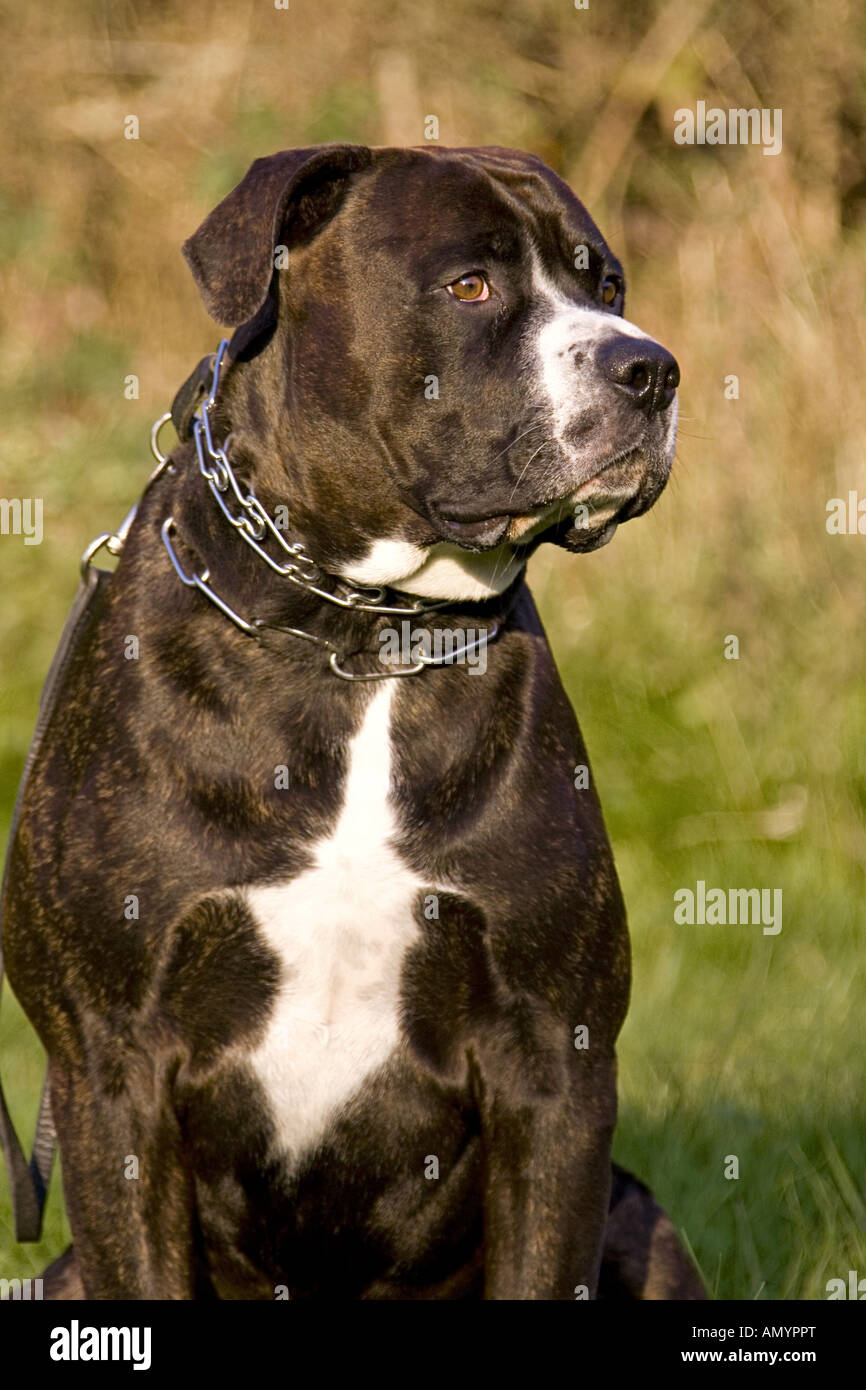 half breed dog American Bulldog Rottweiler portrait Stock