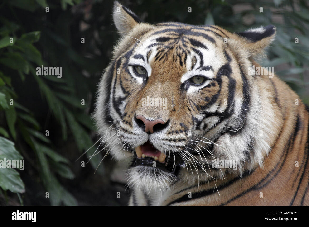 Tiger zoo hi-res stock photography and images - Alamy