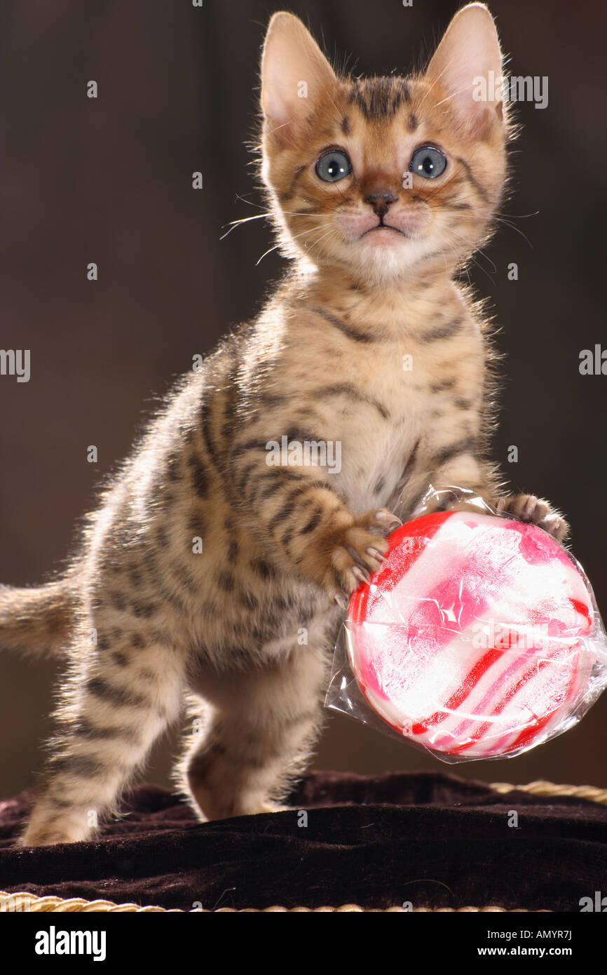 Bengal kitten - standing with sweet Stock Photo