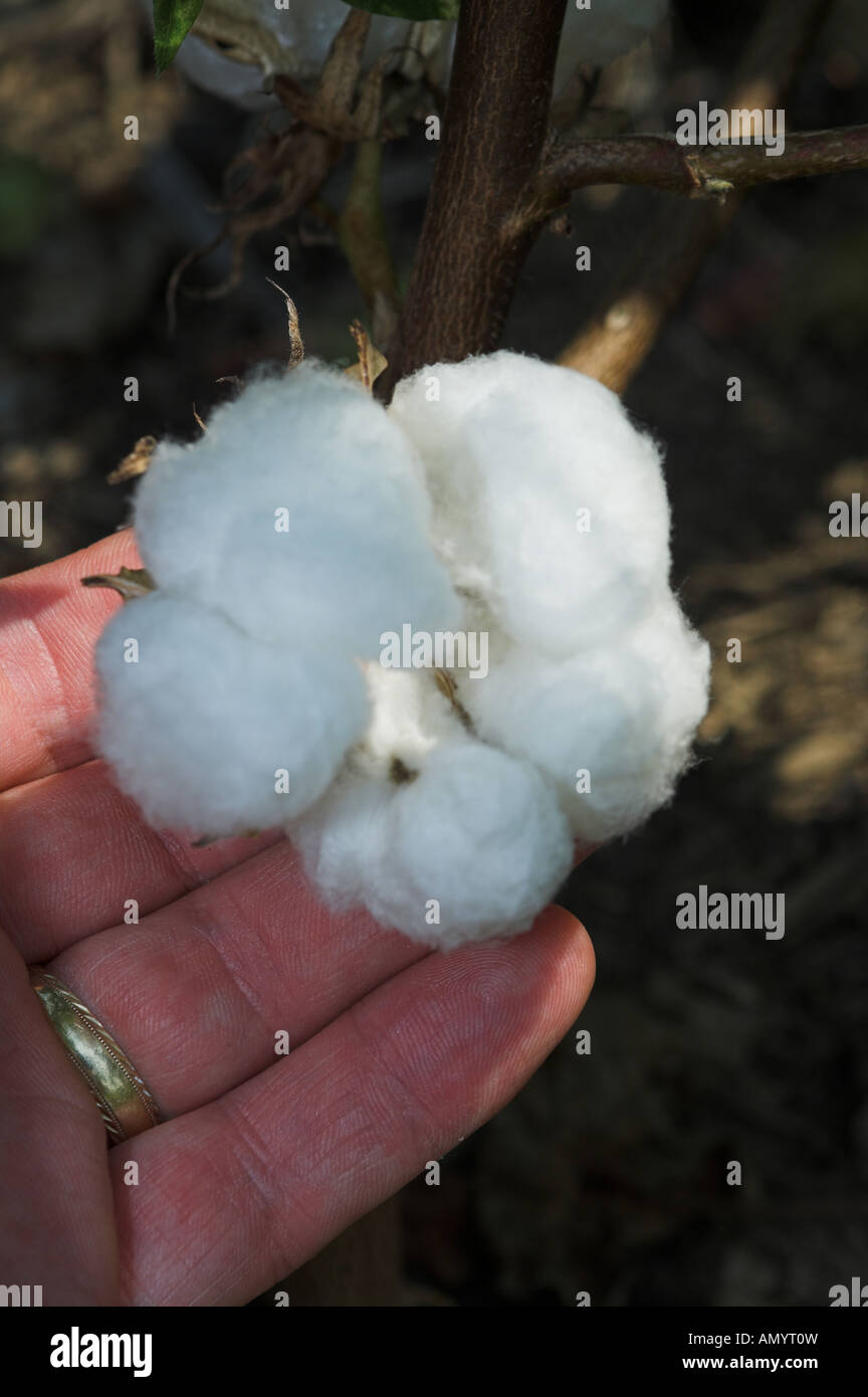 Cotton bolls ready for harvest being inspected by farmer Gossypium