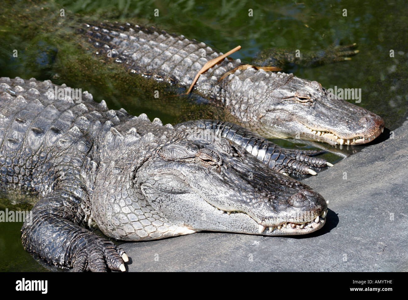 American Alligators sunning at Cape May County Zoo, New Jersey, USA Stock Photo