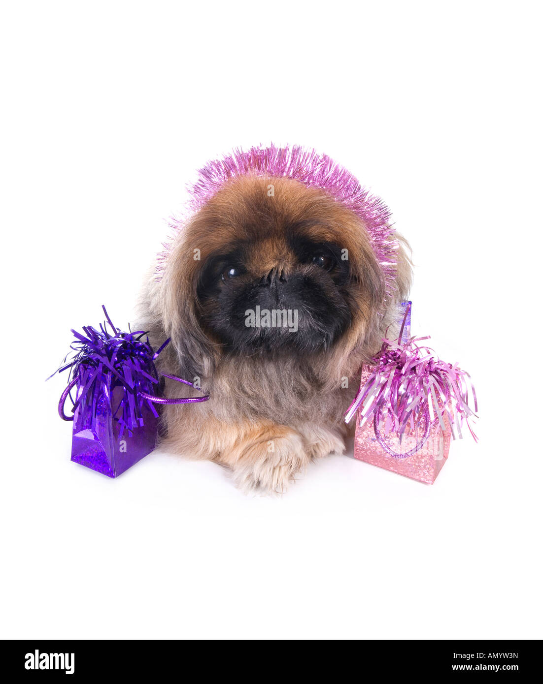 brown pekingese