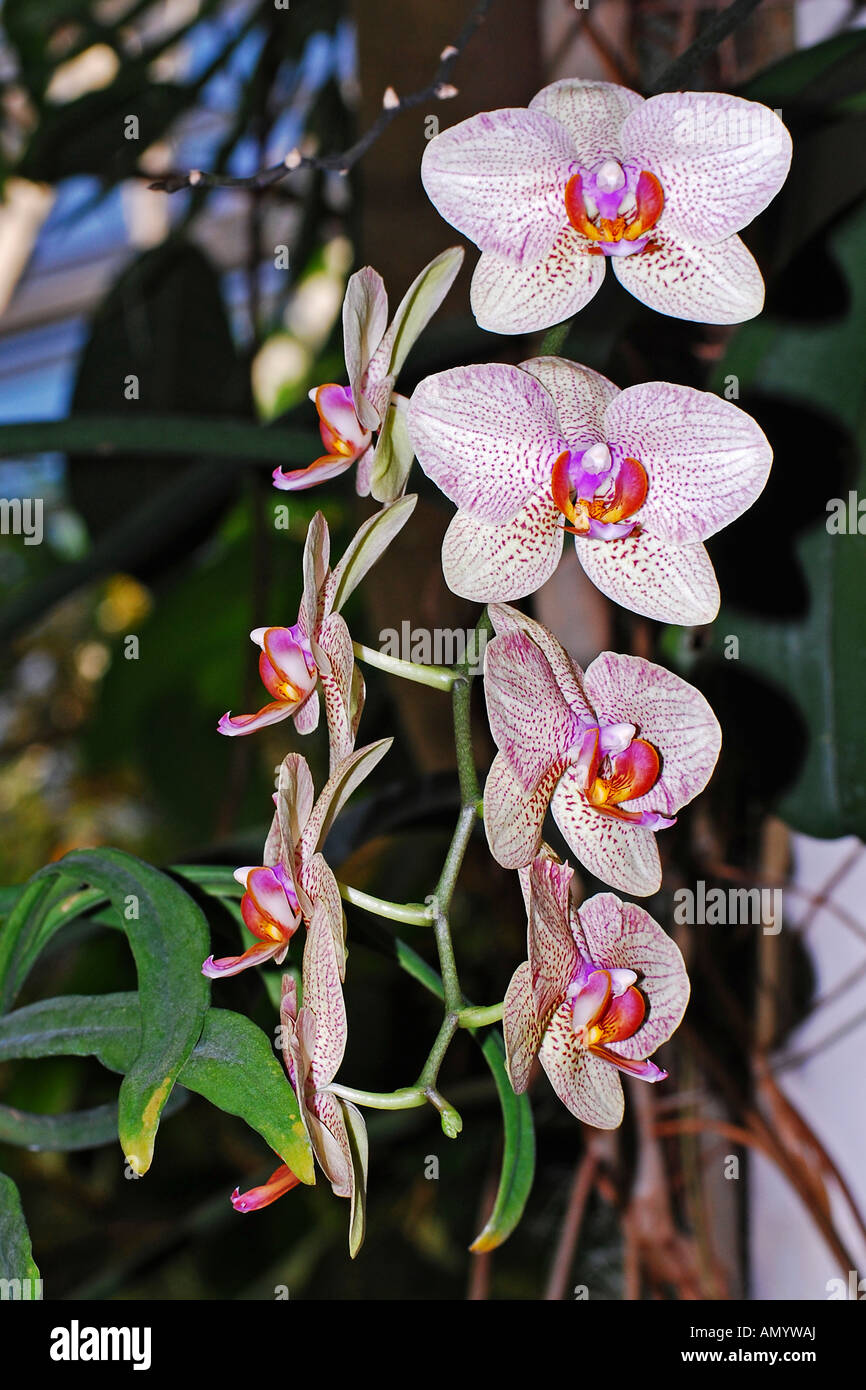 Phalaenopsis hybrid, Plantasia, Swansea, UK. Stock Photo