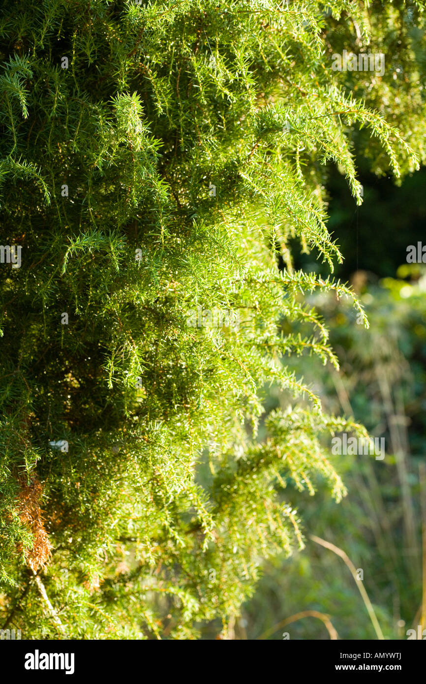 Common Juniper or Juniperus Communis bush Stock Photo