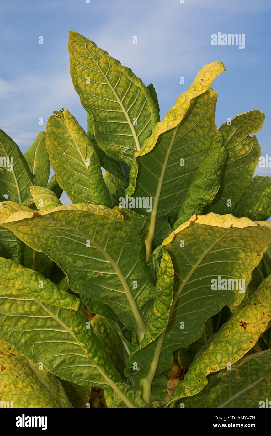 tobacco plant ready to harvest Tobacco plant ready for harvest Nicotiana tabacum Tennesse USA Stock Photo tobacco plant ready to harvest Tobacco plant ready for harvest Nicotiana tabacum Tennesse USA Stock Photo