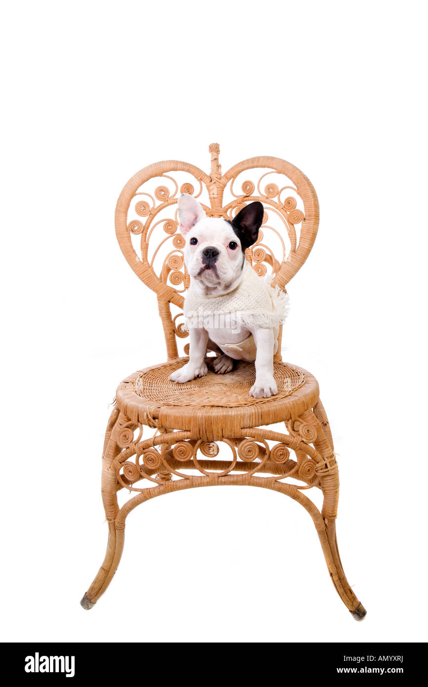 French Bulldog puppy in vintage wicker chair wearing sweater isolated on white Stock Photo