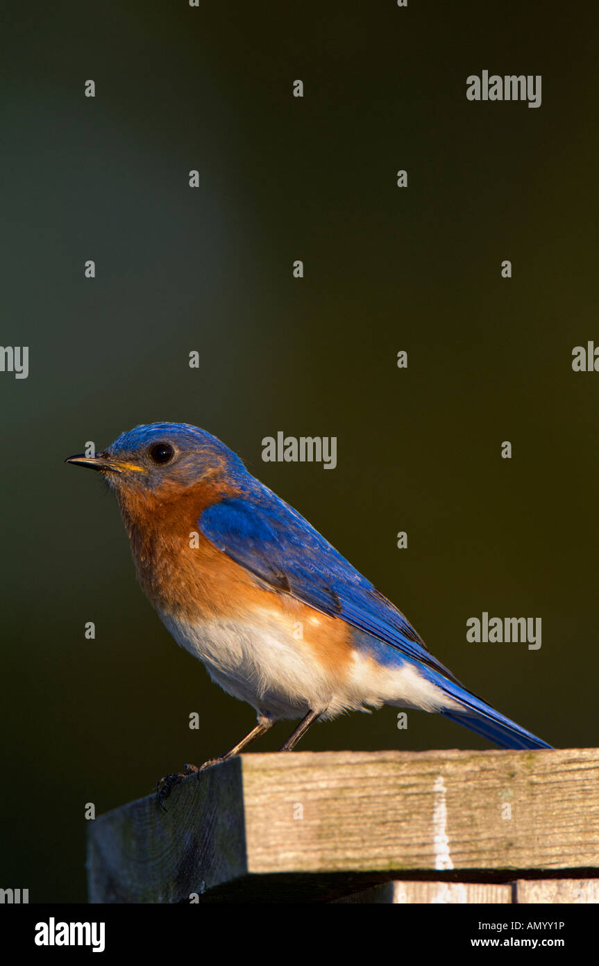 A broadside view of male Eastern Bluebird purched on a nest box Stock Photo