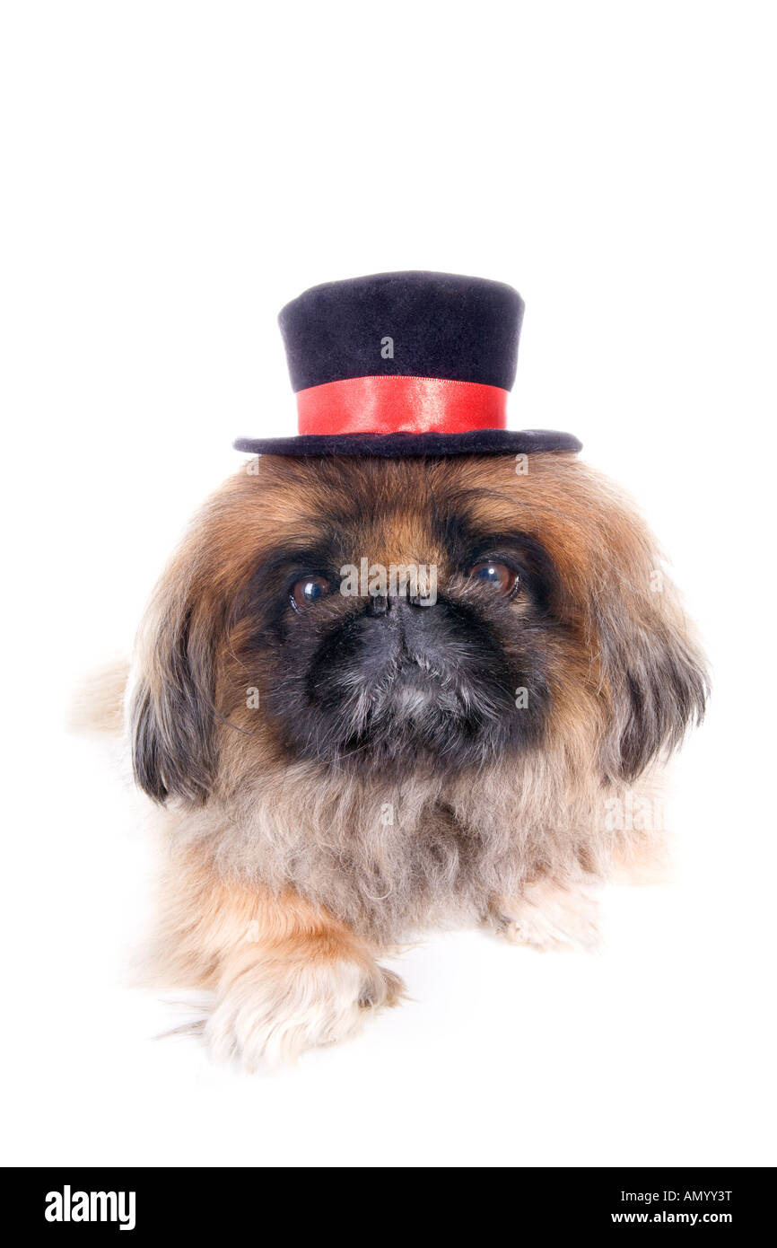 Brown formal Pekingese dog in black and red top hat isolated on white Stock Photo