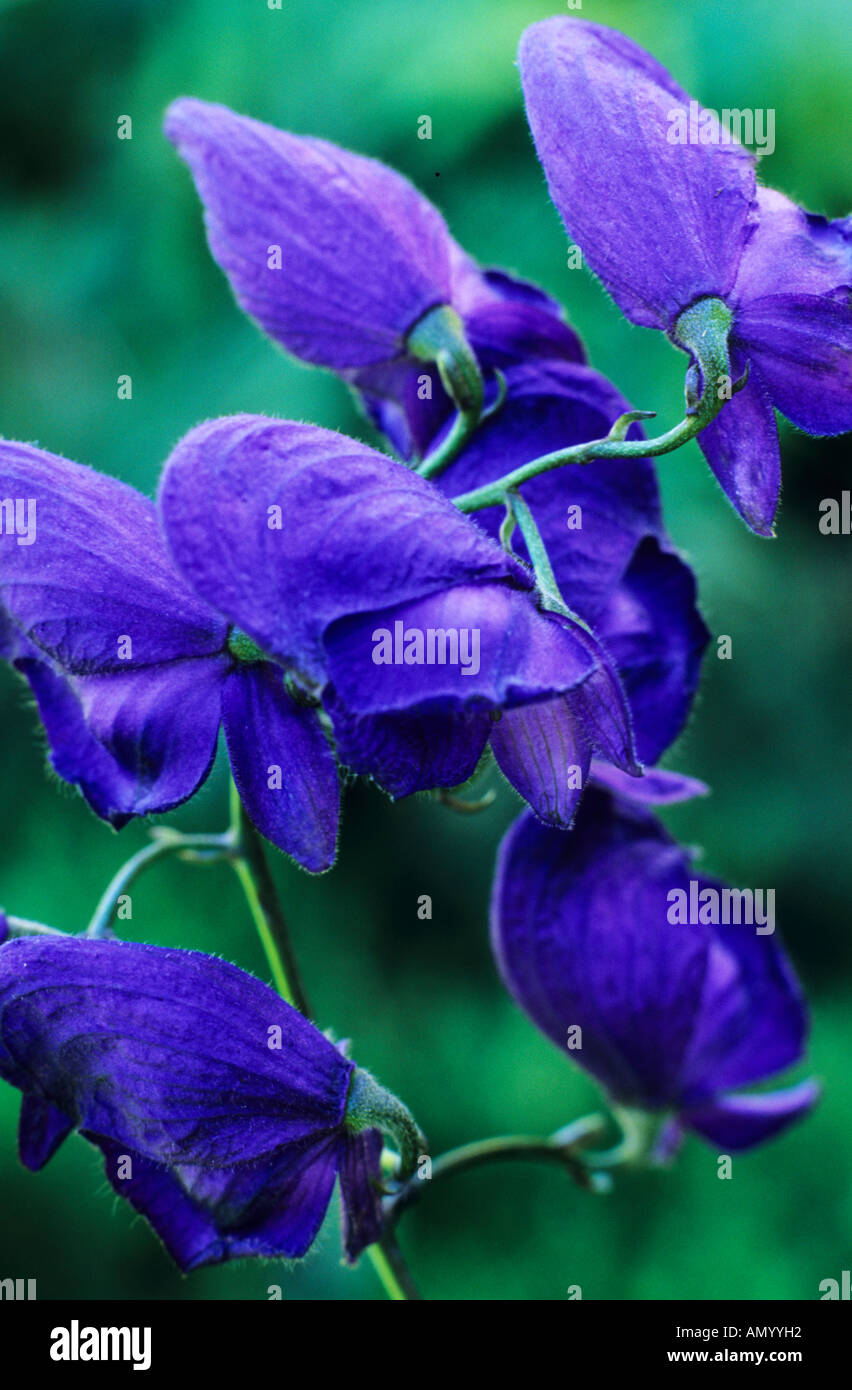 Aconitum 'Spark's Variety', blue flowers, garden plant, Wolf's Bane ...