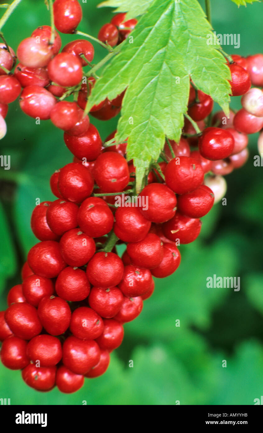 Actaea rubra, Red Baneberry, berries, fruits, garden plant barberries actaeas Stock Photo