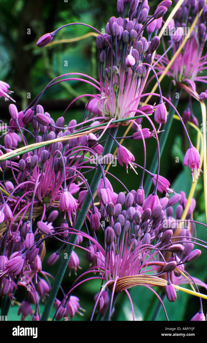Allium carinatum, syn. Allium pulchellum, purple flowers, garden plant, Alliums Stock Photo