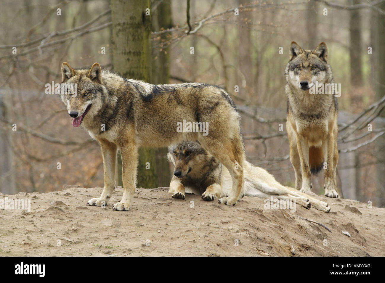 three wolves in the forest / Canis lupus Stock Photo - Alamy